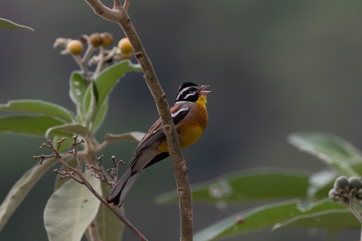 Golden-breasted Bunting - ML489253821