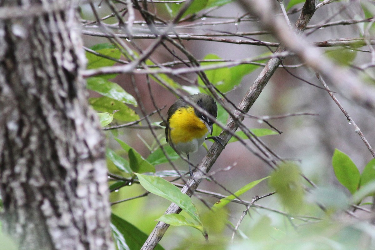 Yellow-breasted Chat - ML48925521