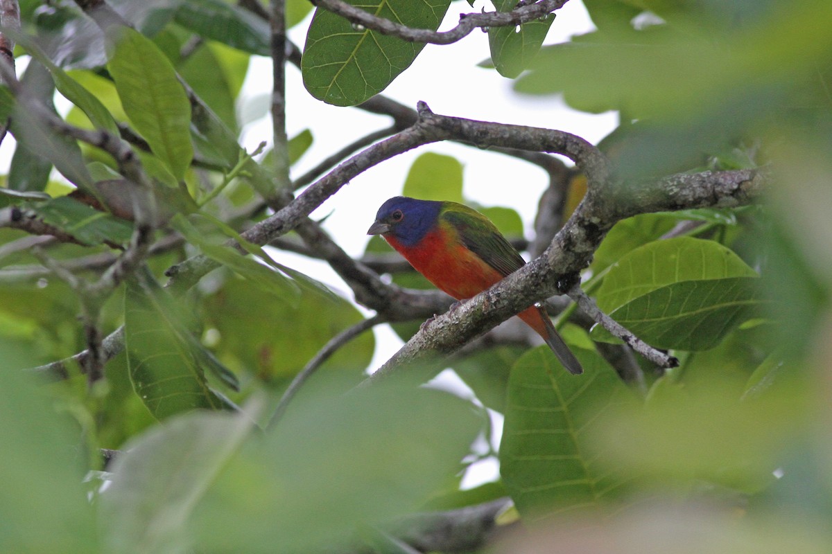 Painted Bunting - ML48925651