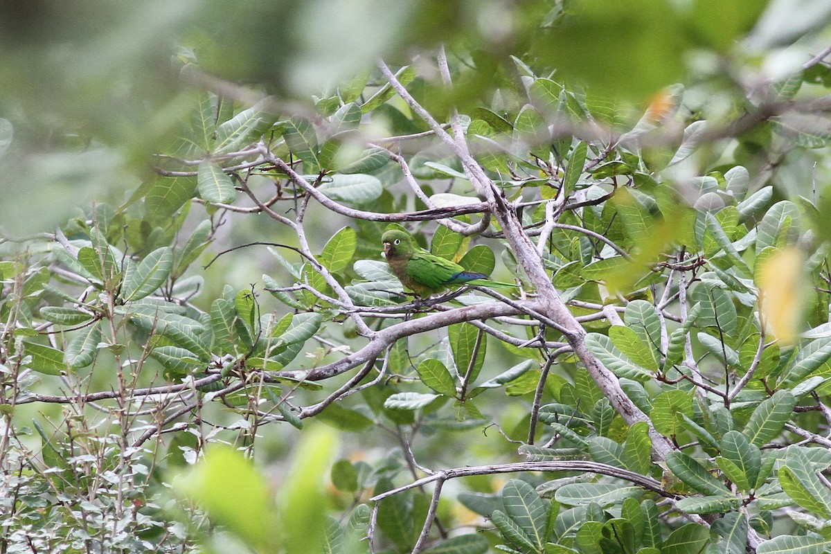Olive-throated Parakeet - ML48925771