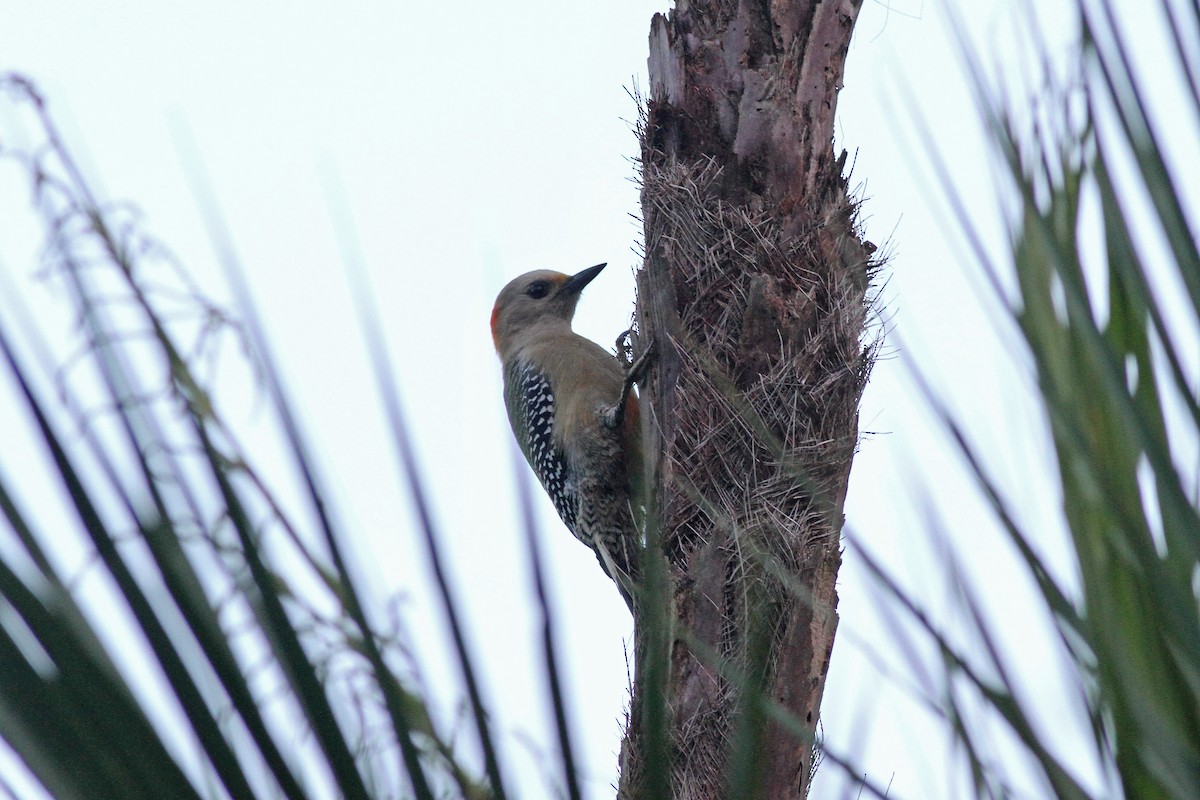 Yucatan Woodpecker - ML48925811
