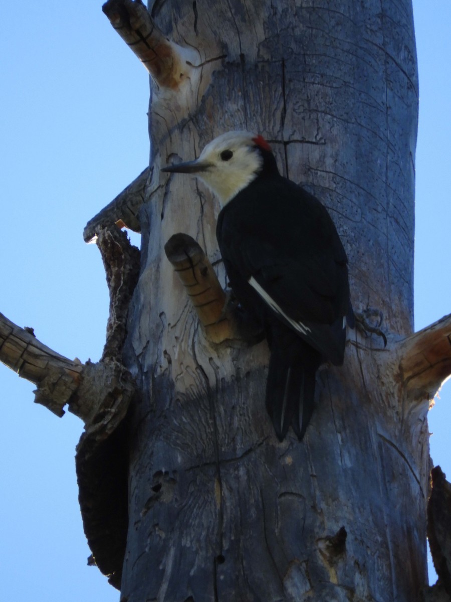 White-headed Woodpecker - ML489259911