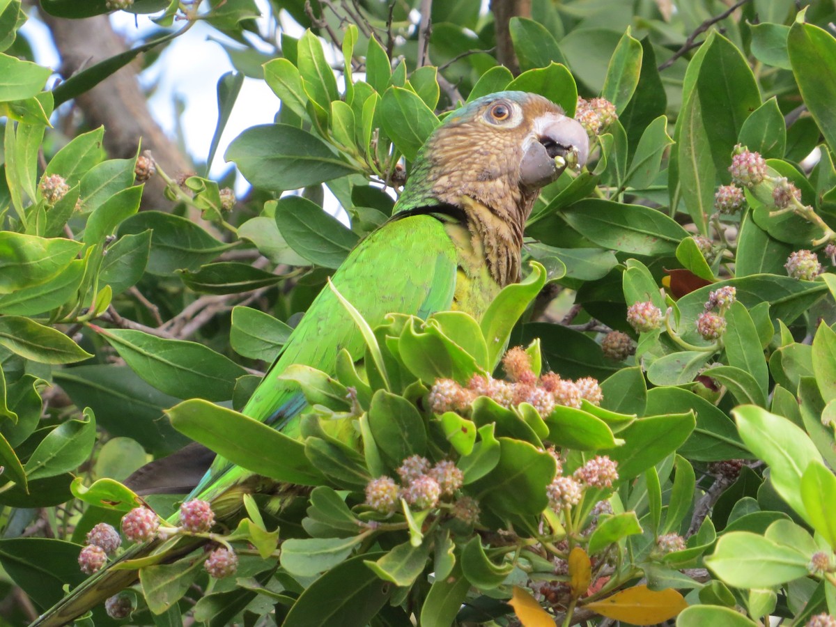 Brown-throated Parakeet - Mark Goodwin
