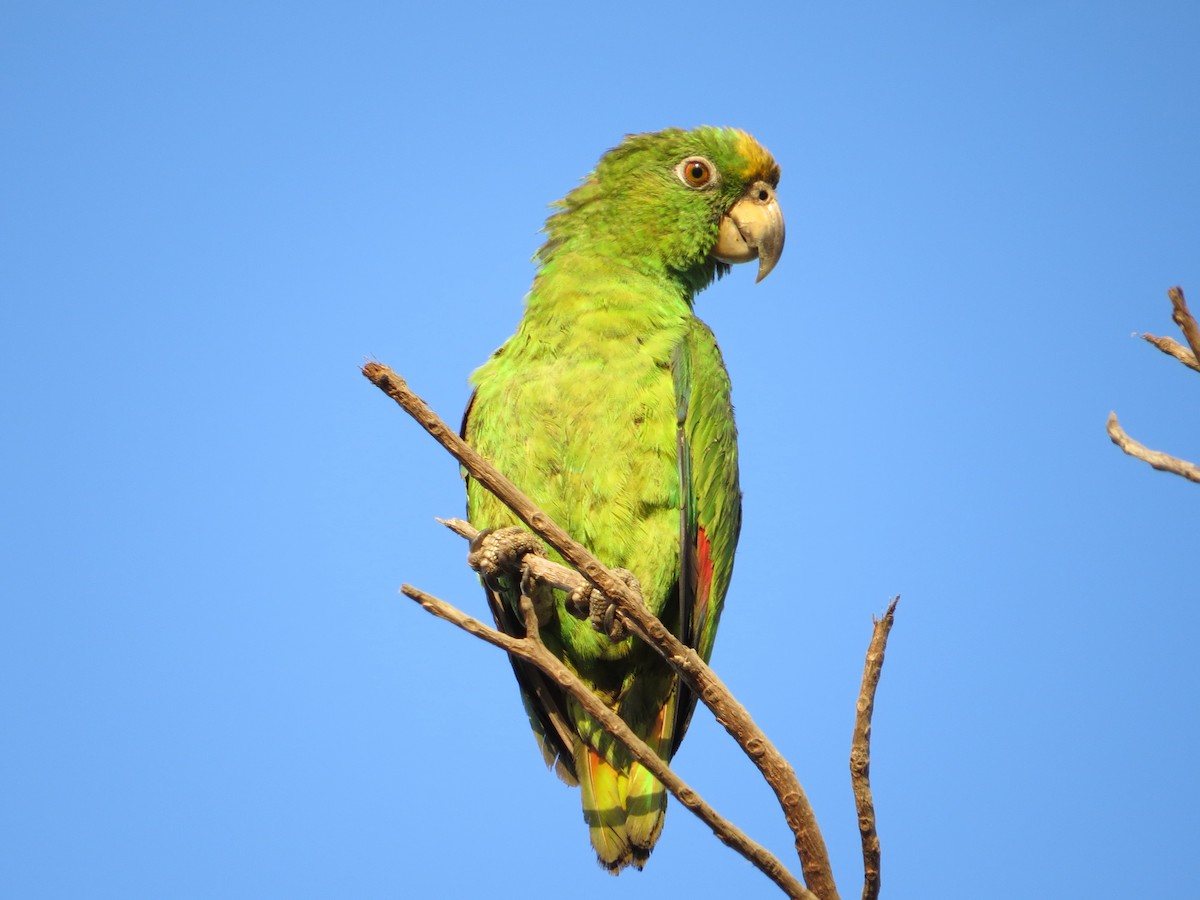Yellow-crowned Parrot - Mark Goodwin