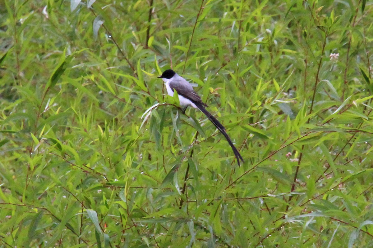 Fork-tailed Flycatcher - LEN OToole