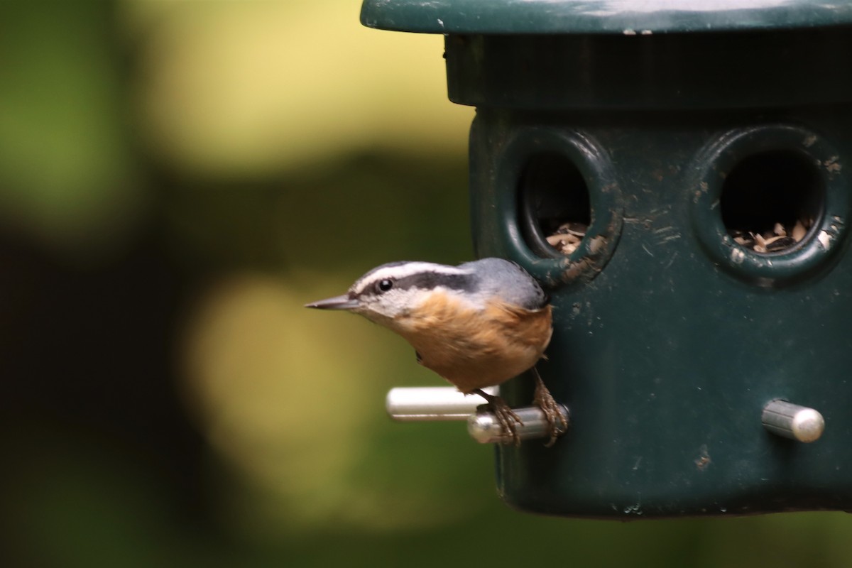 Red-breasted Nuthatch - ML489265741