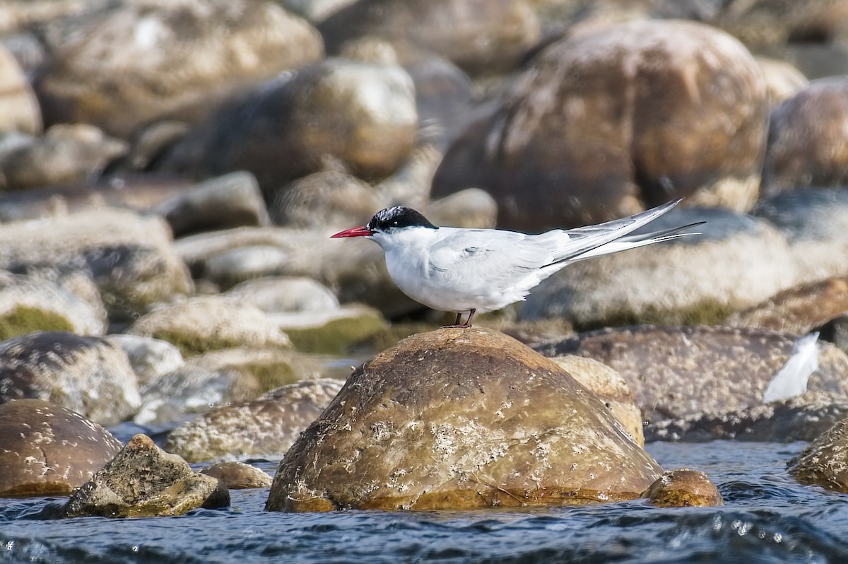 Arctic Tern - Calvin S