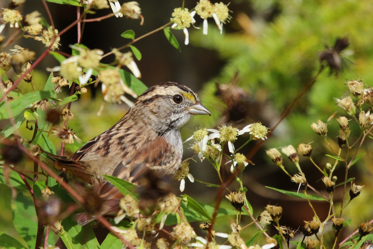 White-throated Sparrow - ML489268661
