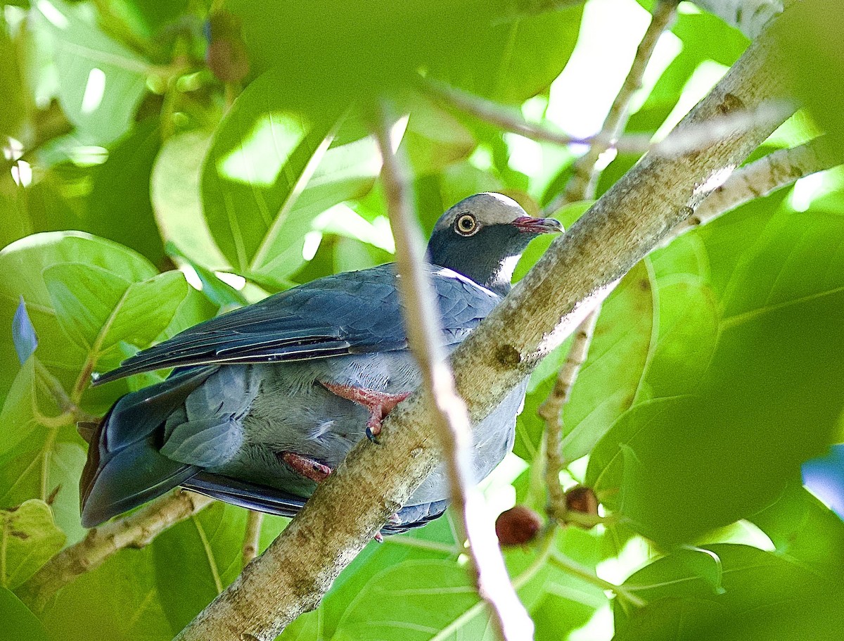 White-crowned Pigeon - ML489268931
