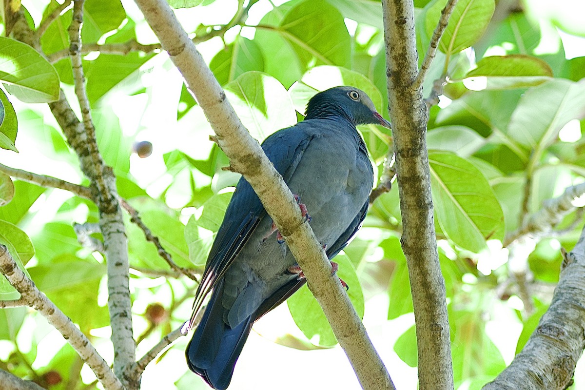 White-crowned Pigeon - ML489268941