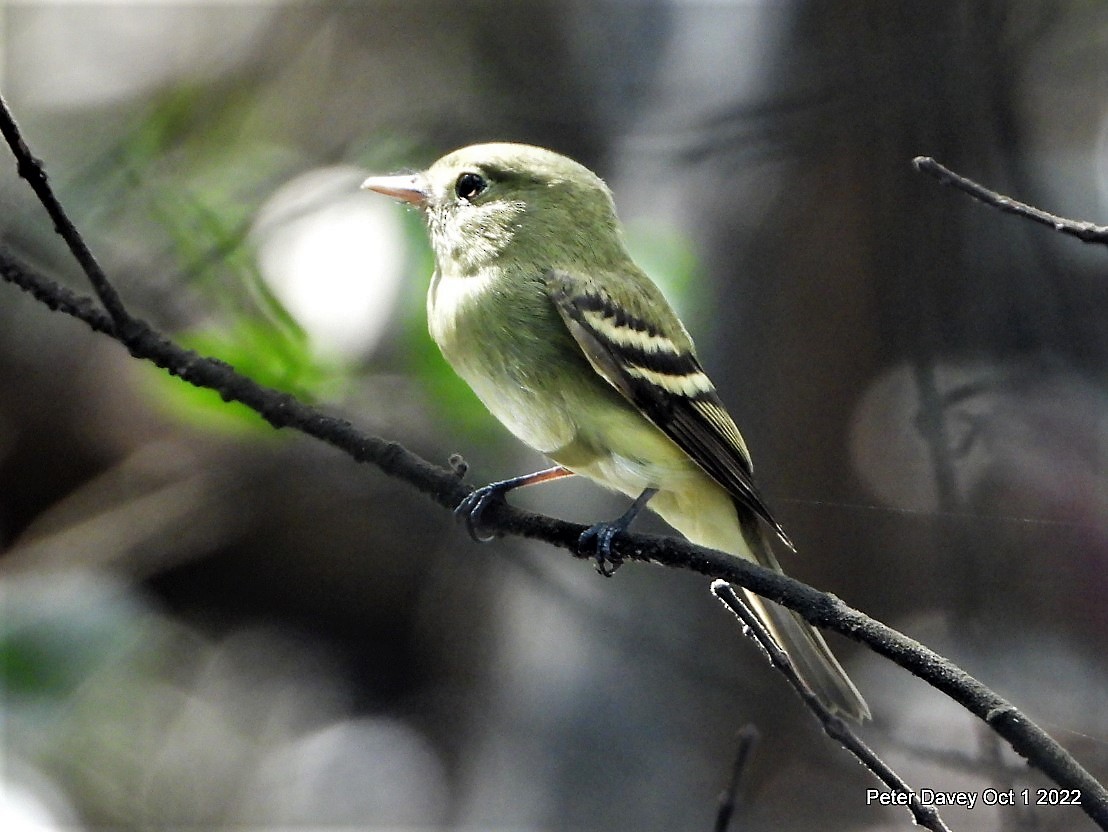 Yellow-bellied Flycatcher - Peter Davey