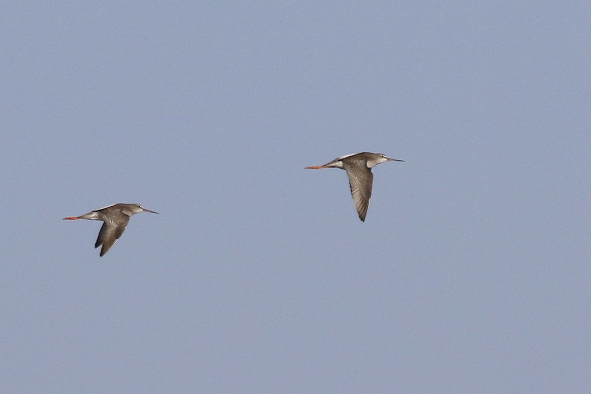 Spotted Redshank - ML489272151