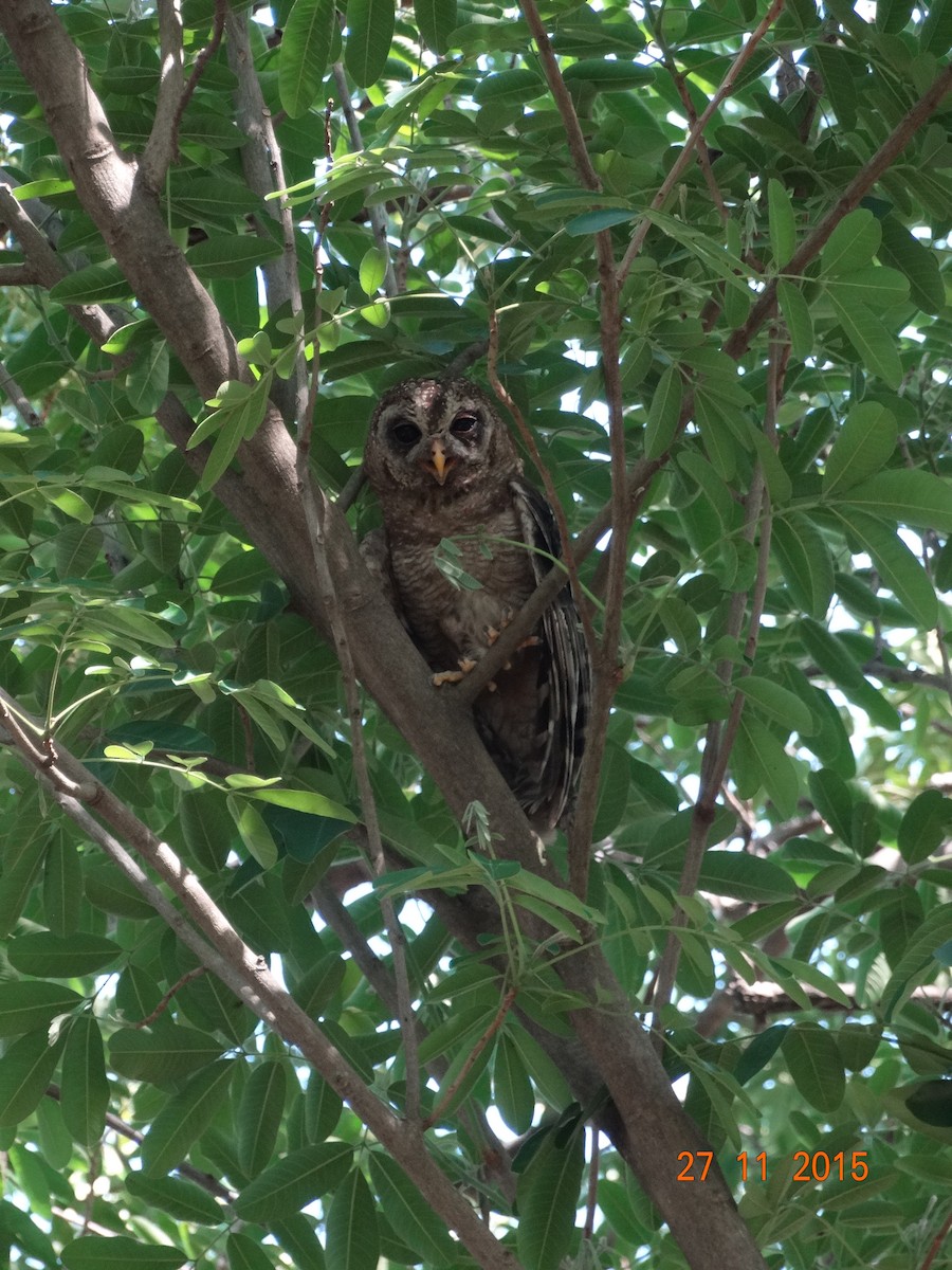 African Wood-Owl - Michael Bird