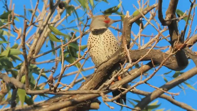 Northern Flicker (Red-shafted) - ML489277121