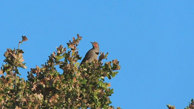 Northern Flicker (Red-shafted) - ML489277191