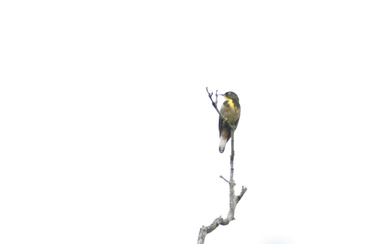 Yellow-throated Cuckoo - ML489277621