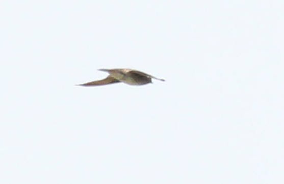 Lesser Striped Swallow - ML48928061