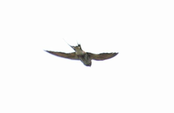 Lesser Striped Swallow - ML48928081