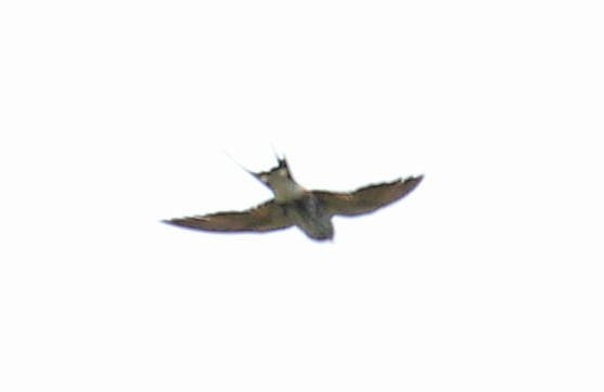 Lesser Striped Swallow - ML48928091