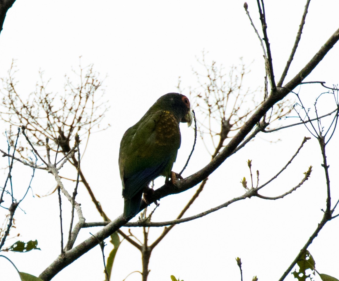 White-crowned Parrot - ML489280911