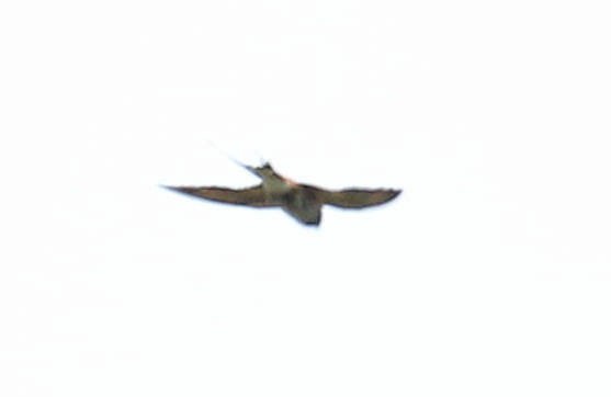 Lesser Striped Swallow - ML48928111