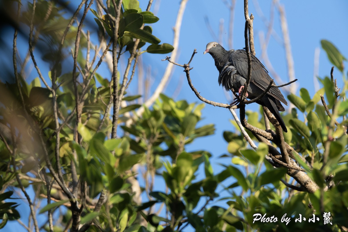 White-crowned Pigeon - ML489284381
