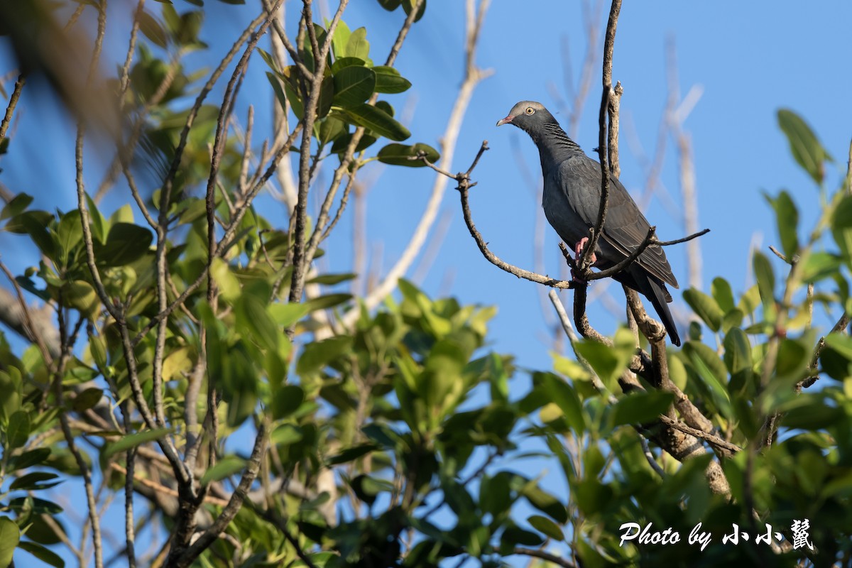 White-crowned Pigeon - ML489284391
