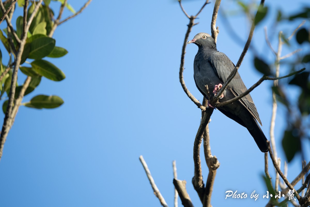 White-crowned Pigeon - ML489284401