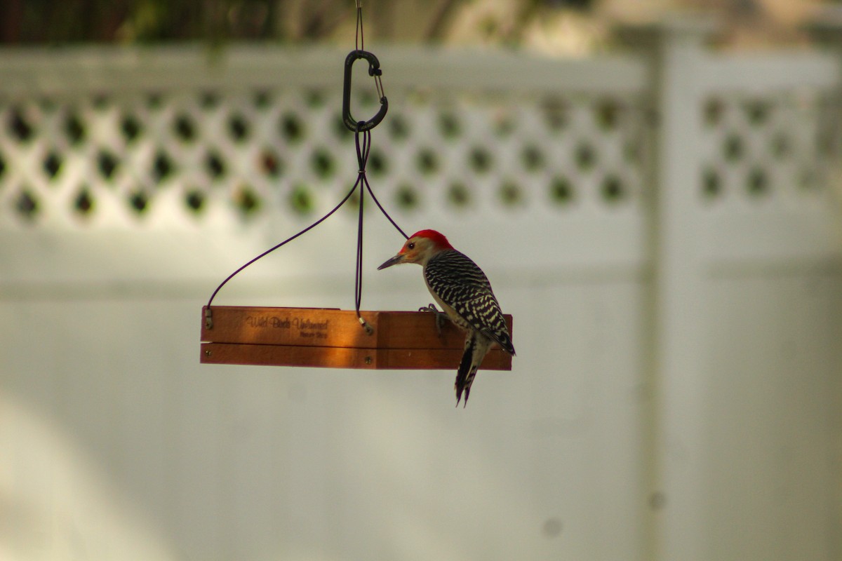 Red-bellied Woodpecker - ML489284631