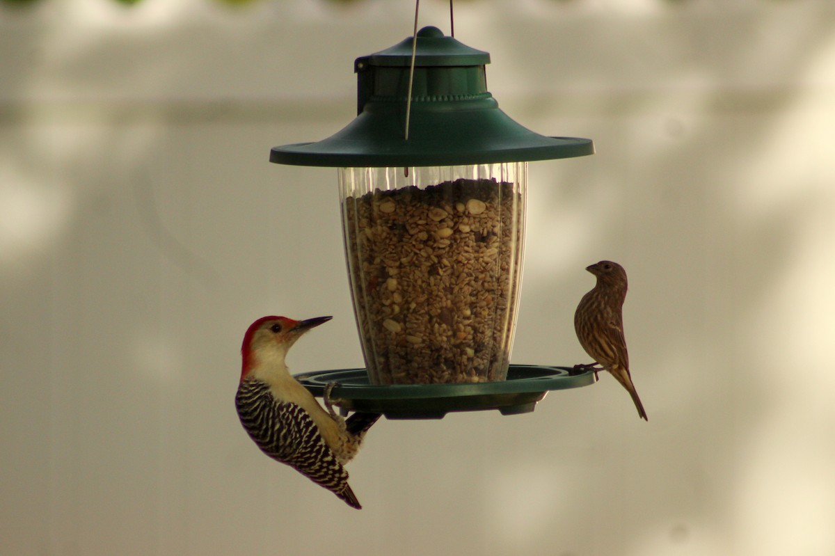 Red-bellied Woodpecker - ML489284661