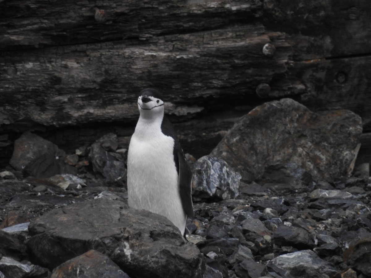 Антарктический пингвин - ML489284681