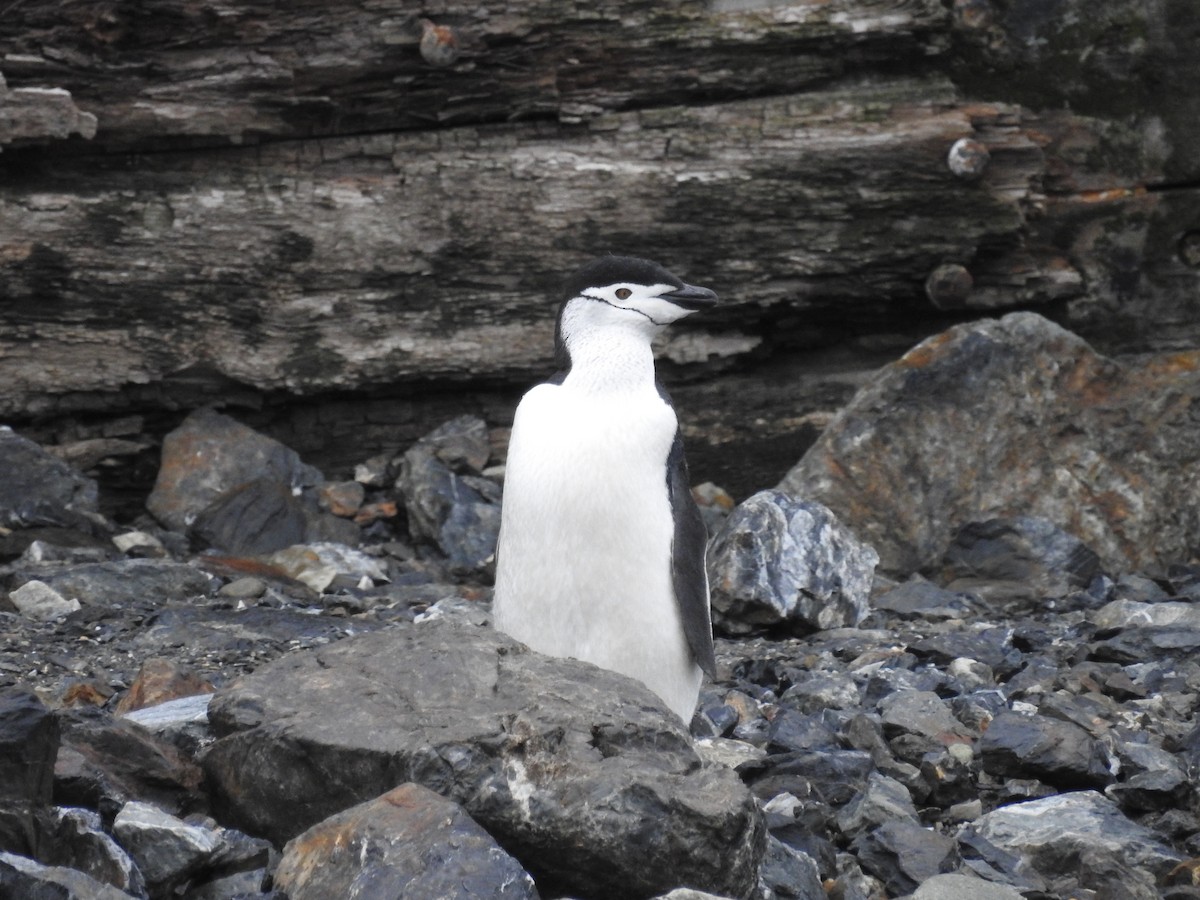 Антарктический пингвин - ML489284691