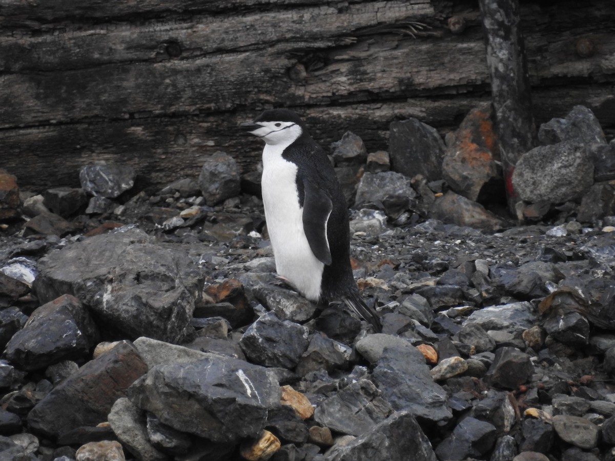 Антарктический пингвин - ML489284701