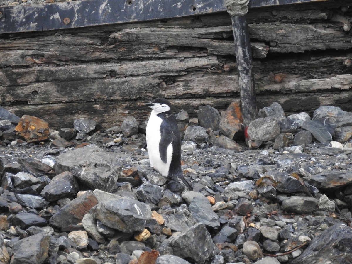 Антарктический пингвин - ML489284711