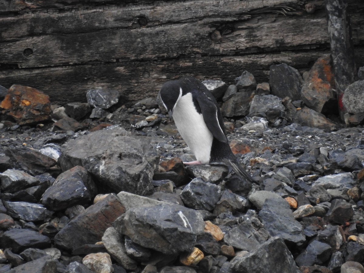 Антарктический пингвин - ML489284741
