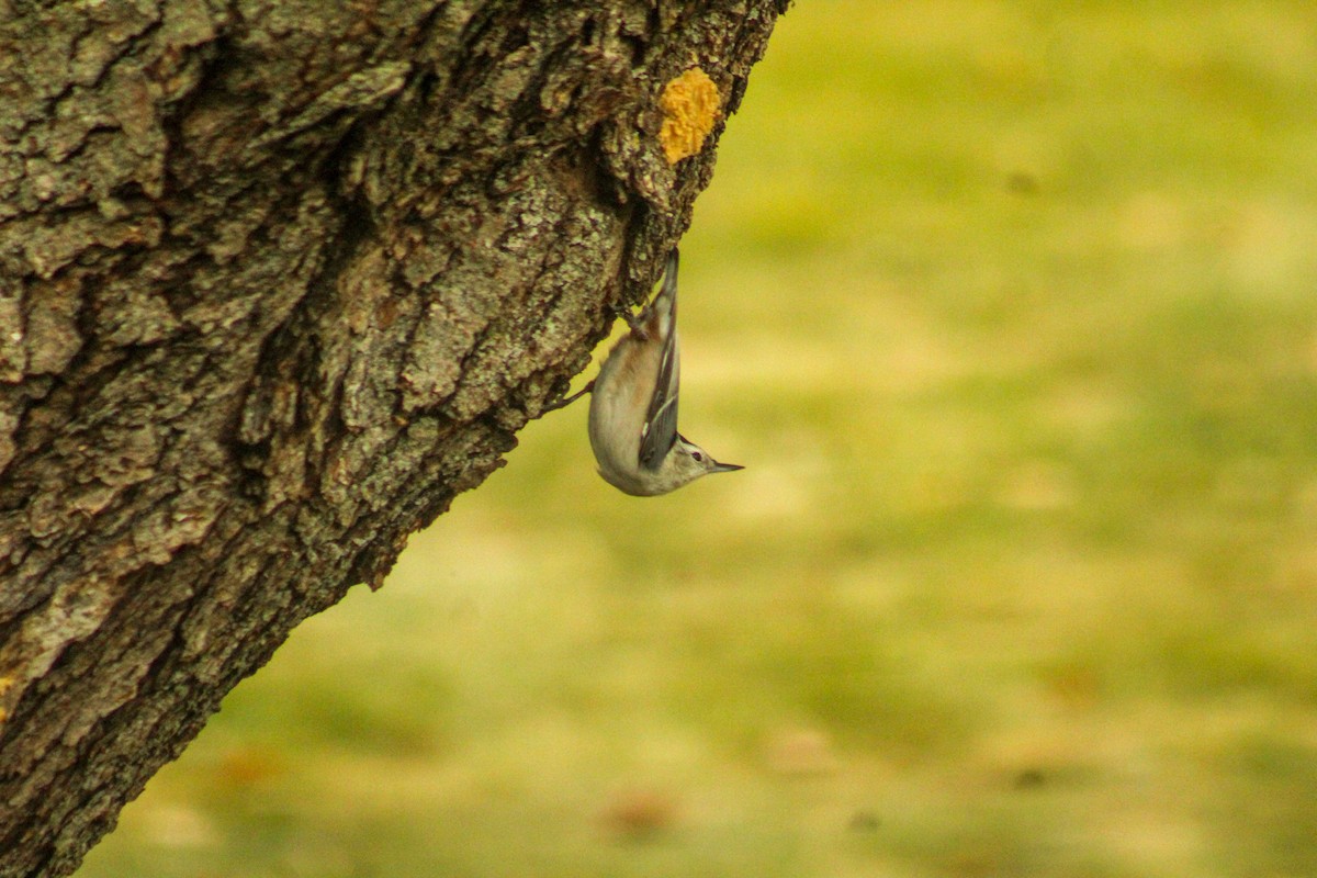 White-breasted Nuthatch - ML489285041
