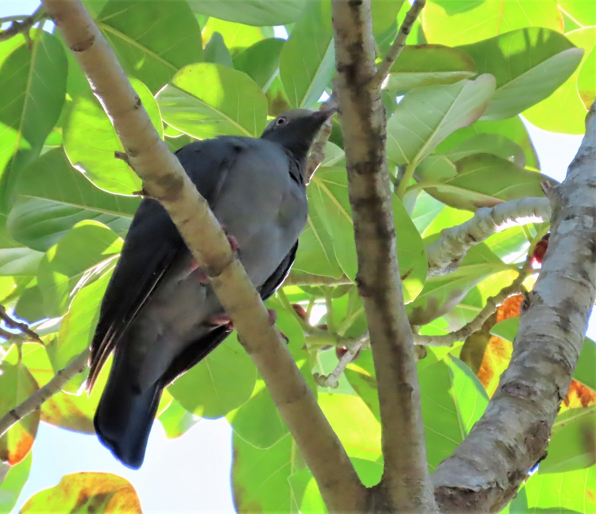 White-crowned Pigeon - ML489295461