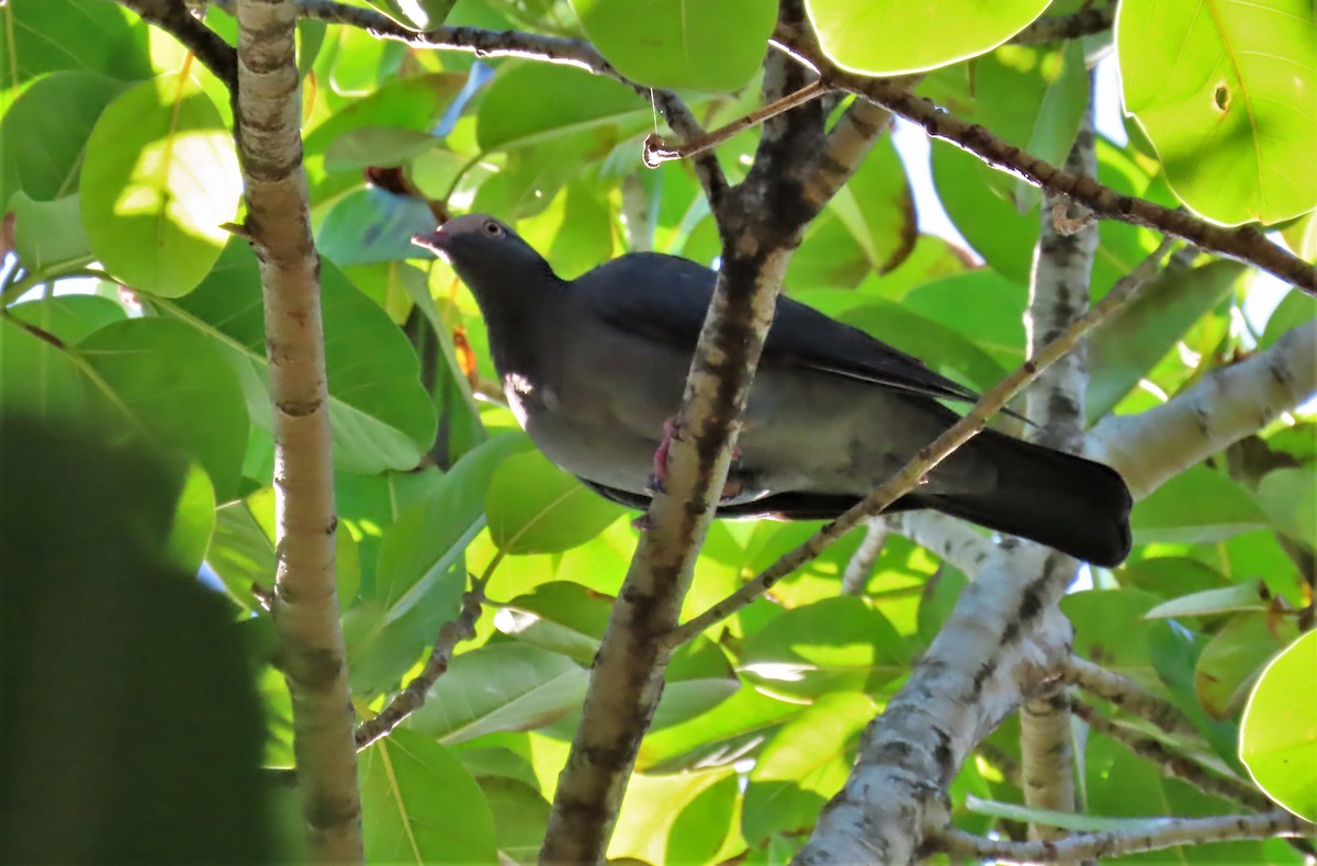 White-crowned Pigeon - ML489295471