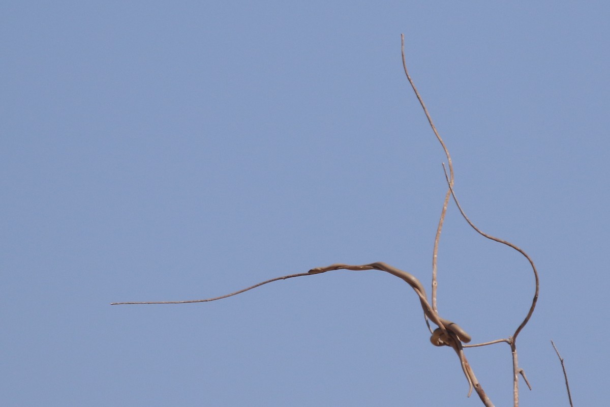 Blue-cheeked Bee-eater - Chris Kehoe