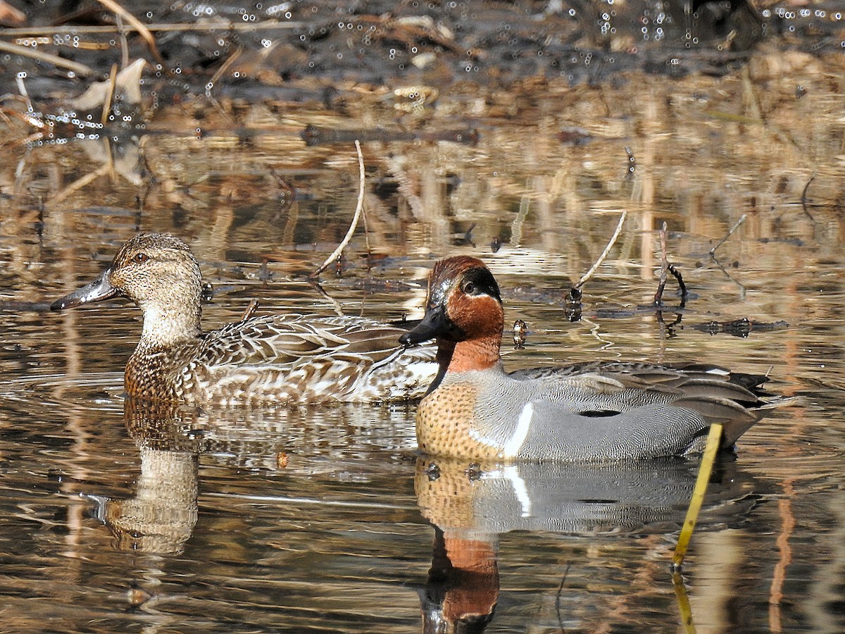 Green-winged Teal - Emphe Ghie