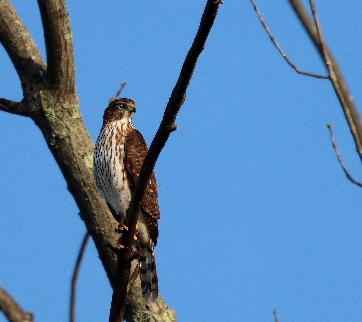 ebird-checklist-1-oct-2022-fernald-preserve-hamilton-co-44-species