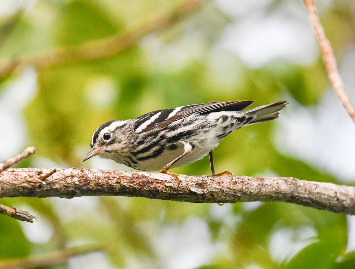 Black-and-white Warbler - ML489310651