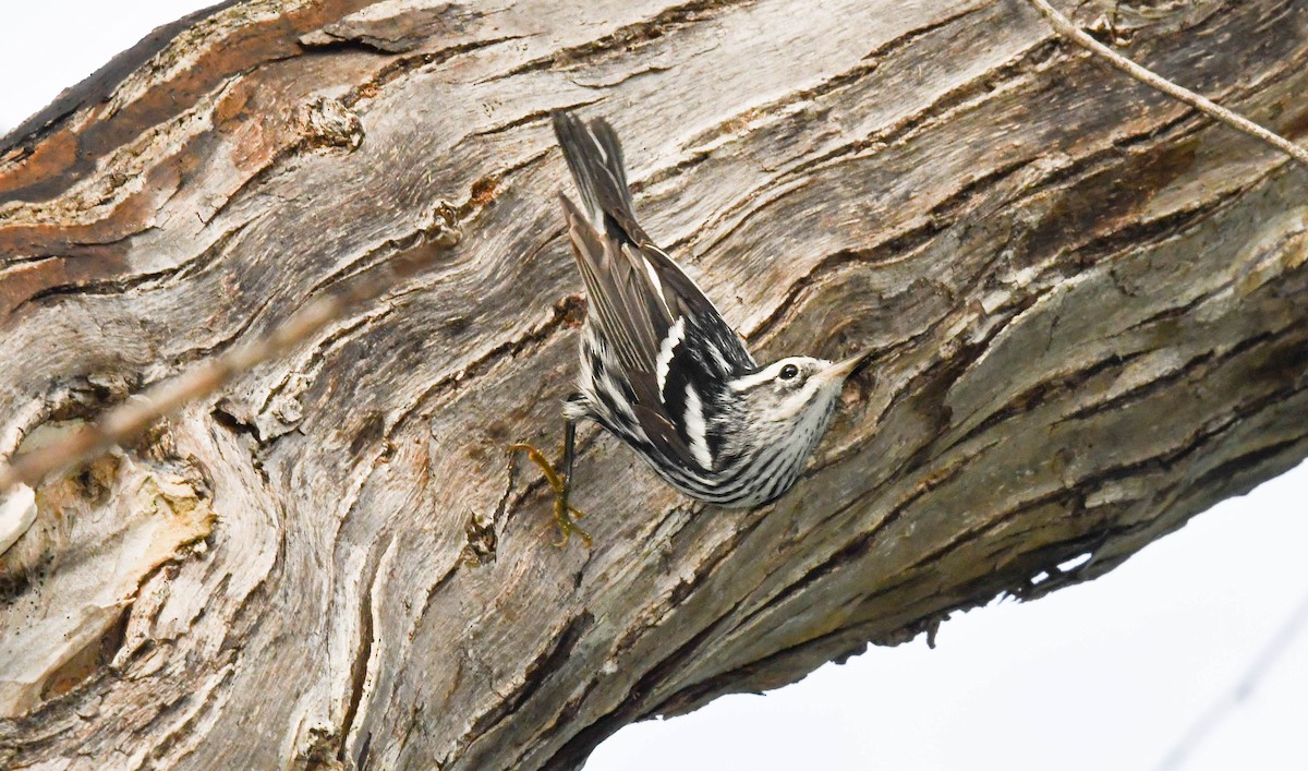 Black-and-white Warbler - ML489310661