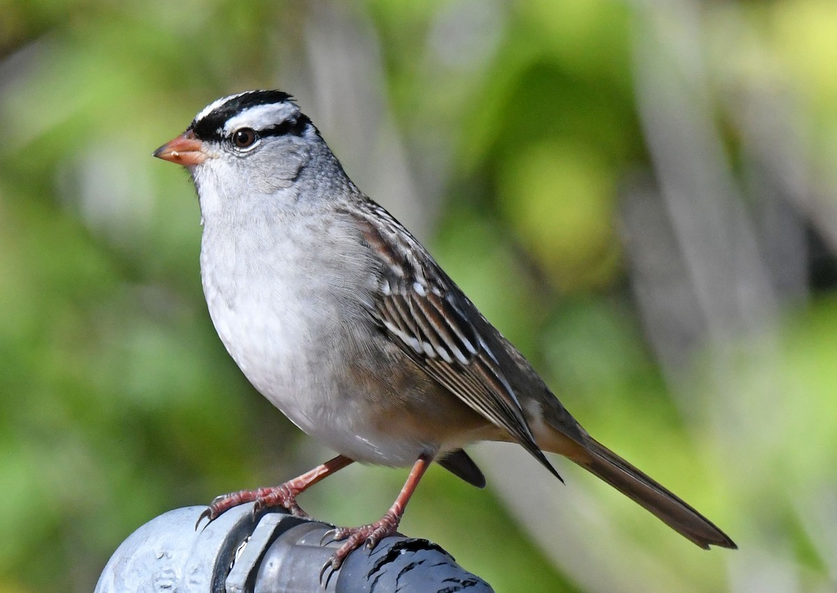White-crowned Sparrow - ML489312631