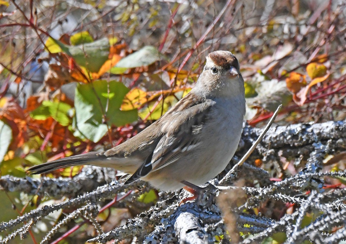 White-crowned Sparrow - ML489312641