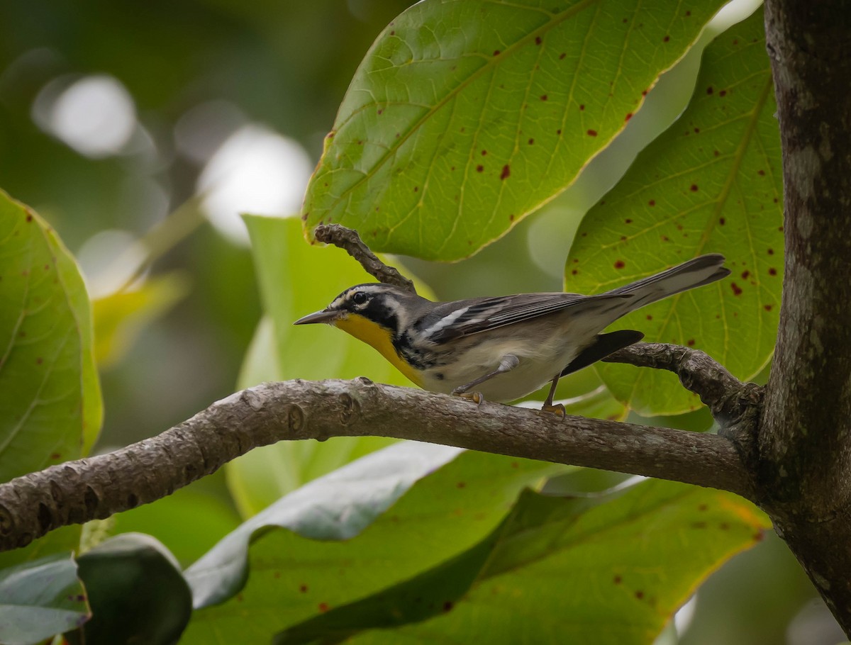Yellow-throated Warbler - Victor Feliciano