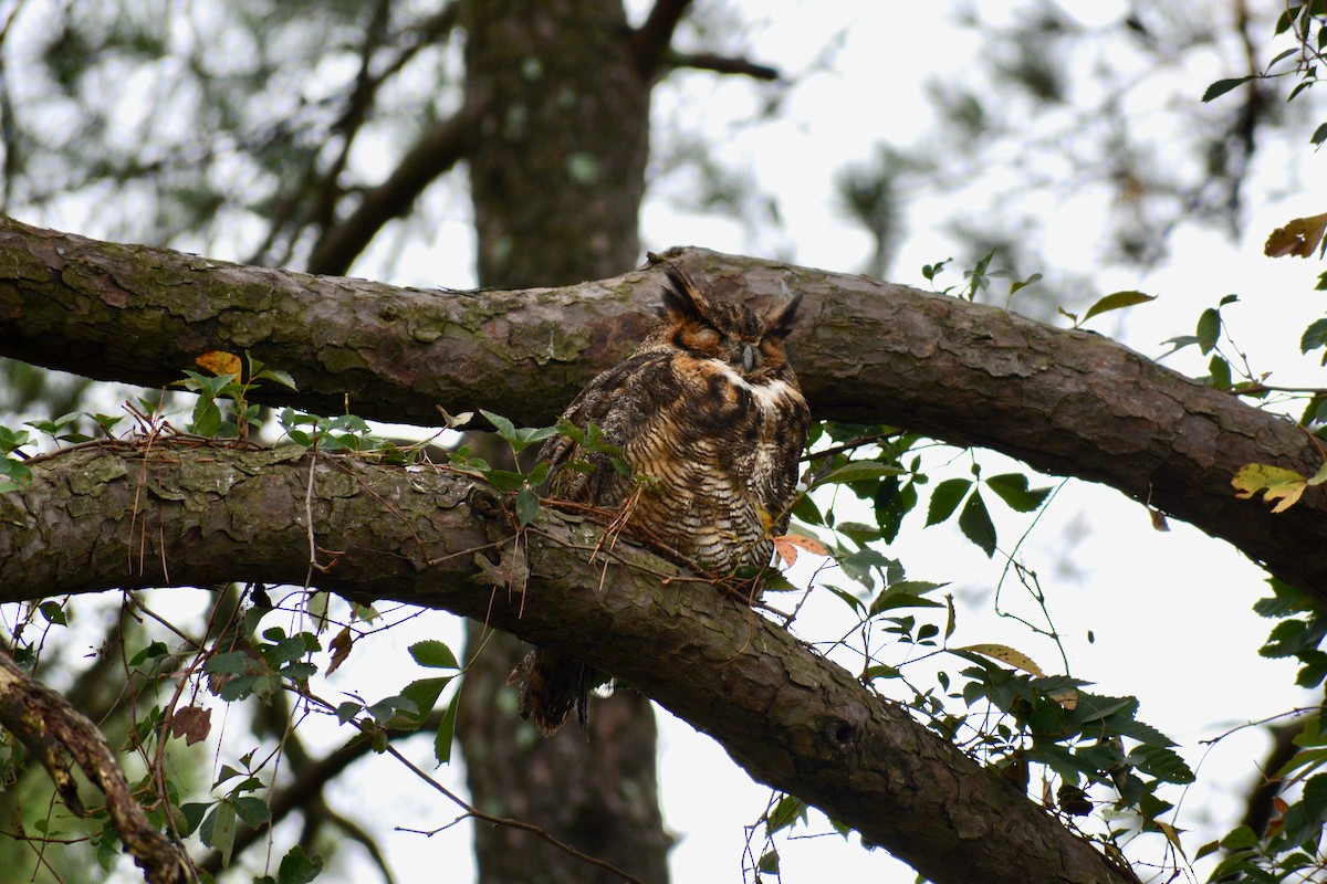 Great Horned Owl - ML489318621