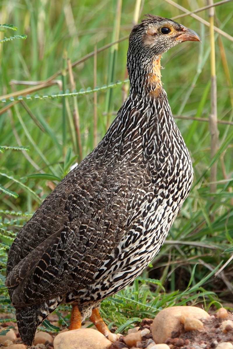 Yellow-necked Francolin - ML489324801