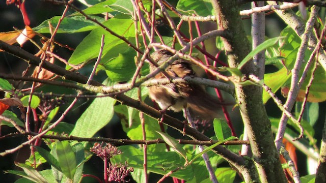 Swamp Sparrow - ML489333681