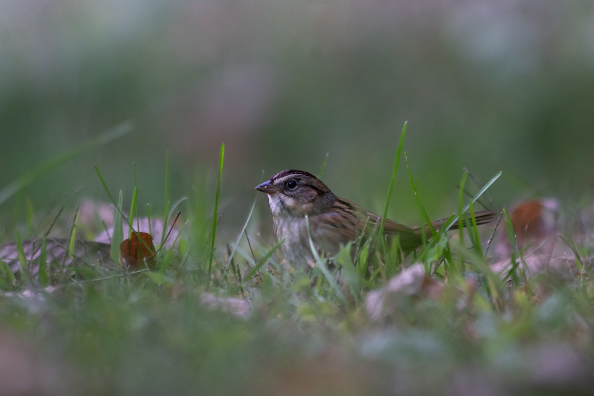 Swamp Sparrow - nick landers